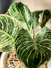 Philodendron Birkin