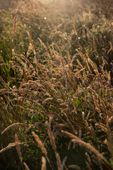 Beautiful soft focused grasses and seidges on beautiful sunny day. Spikelet flowers wild meadow plants. Sweet vernal grass (Anthoxanthum odoratum) and common bent (Agrostis capillaris) in a hay meadow