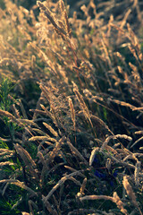 Beautiful soft focused grasses and seidges on beautiful sunny day. Spikelet flowers wild meadow plants. Sweet vernal grass (Anthoxanthum odoratum) and common bent (Agrostis capillaris) in a hay meadow