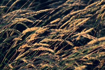 Beautiful soft focused grasses and seidges on beautiful sunny day. Spikelet flowers wild meadow plants. Sweet vernal grass (Anthoxanthum odoratum) and common bent (Agrostis capillaris) in a hay meadow
