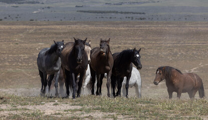 Wild Horses in Spring in the Utah Desert