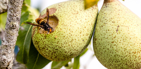 Frelon asiatique, Vespa velutina, se nourrissant d'un fruit lors d'une canicule estivale, qui...