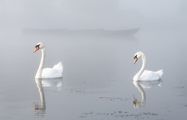 Swans paddling in lake and early morning mist