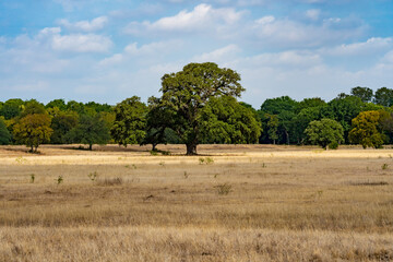 Fototapeta na wymiar Field and Tree