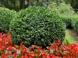 Manicured garden shrubs. Green garden balls