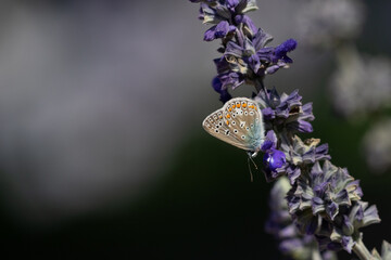 Common blue butterfly on flower