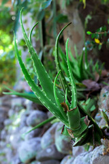 Aloe or aloe vera or - Lidah Buaya. Aloe vera in the wild.
