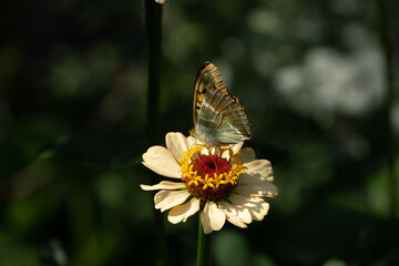 Silver-washed fritillary butterfly on flower