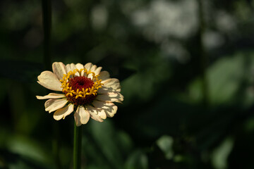 Obraz premium Zinnia flower