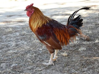 Gallo rojo en la naturaleza.