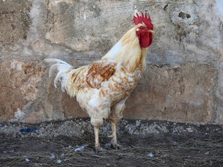 Gallo de color blanco y rojo