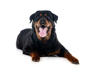 Fototapeta premium old rottweiler in studio