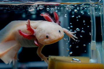 Fototapeta An adorable axolotl swims next to bubbles in the water. obraz
