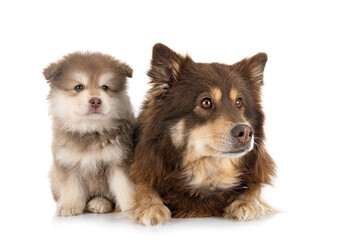 puppy and adult Finnish Lapphund in studio