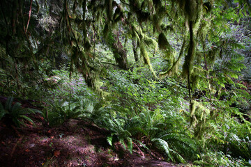 Küstenregenwald - Sunshine Coast - Kanada / Coastal Rainforest - Sunshine Coast - Canada /