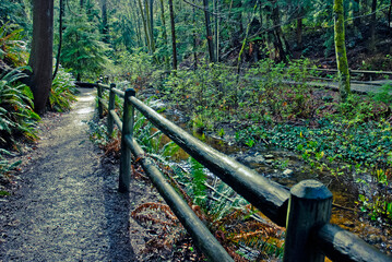 Hiking trail in Stanley Park
