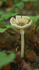 Champignon, forêt Canada 