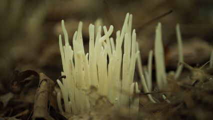 Champignons, for&ecirc;t Canada