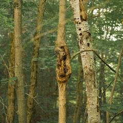 Arbre étrange, forêt Canada 