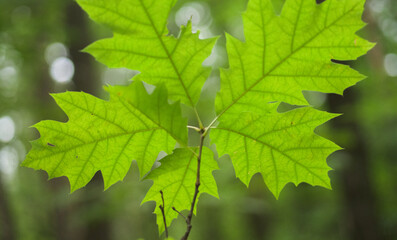 Fototapeta na wymiar Feuille de chêne, forêt Canada 