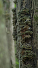 Champignons, arbre, forêt Canada 