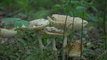 Champignon, forêt Canada 