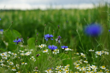 Sommer-Landschaft in der Woiwodschaft Westpommern in Polen