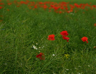 Sommer-Landschaft in der Woiwodschaft Westpommern in Polen