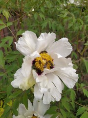 Obraz premium Bright color petals of a white flower of a tree peony on a background of leaves