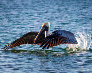 pelican on the water