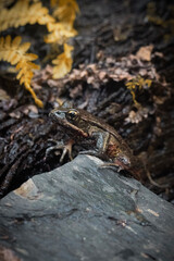 lizard on the rock