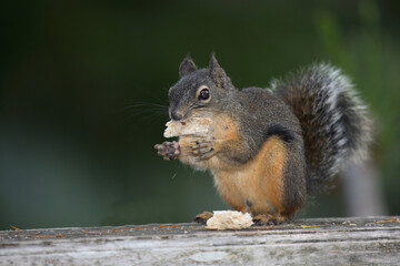 Westliches Grauhörnchen / Western gray squirrel / Sciurus griseus