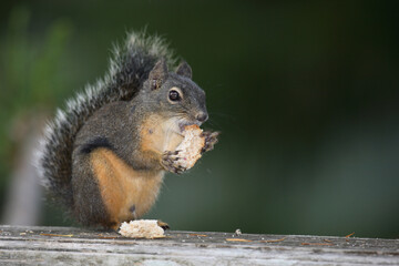 Naklejka premium Westliches Grauhörnchen / Western gray squirrel / Sciurus griseus