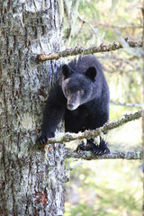 Schwarzbär im Baum / Black Bear in Tree / Ursus americanus