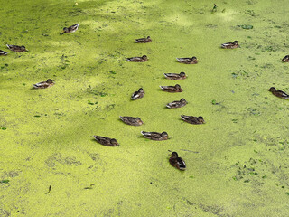 Enten schwimmen auf einem grünen Ententeich