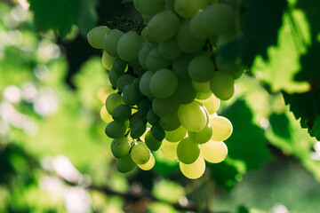 White grapes on the vine. Vineyard in the sun