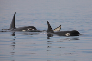 Schwertwal - Orca / Killer whale / Orcinus orca © Ludwig