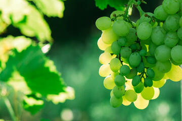 White grapes on the vine. Vineyard in the sun