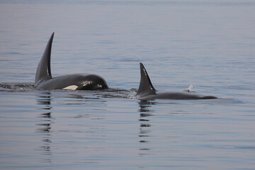 Schwertwal - Orca / Killer whale / Orcinus orca © Ludwig