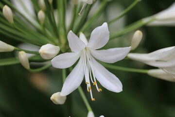 Obraz premium Agapanthe blanche