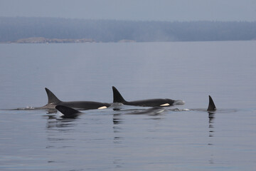 Schwertwal - Orca / Killer whale / Orcinus orca © Ludwig