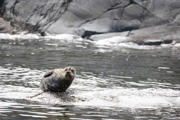 Seehund / Harbour Seal / Phoca vitulina .