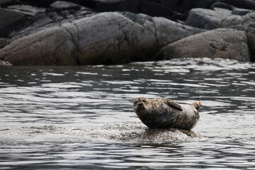 Fototapeta premium Seehund / Harbour Seal / Phoca vitulina .