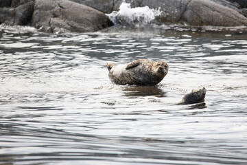 Naklejka premium Seehund / Harbour Seal / Phoca vitulina .