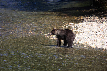 Plakat Graubär / Grizzly bear/ Ursus arctos horibilis
