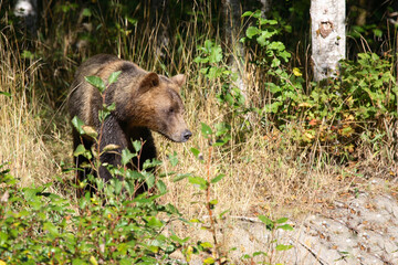 Graubär / Grizzly bear/ Ursus arctos horibilis