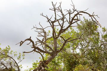 Arbol desnudo. Tronco nudoso sin hojas