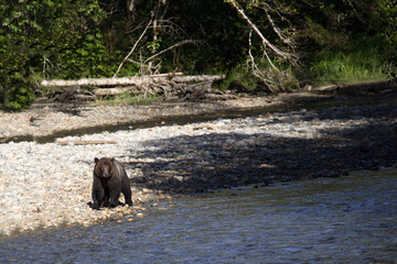 Graubär / Grizzly bear/ Ursus arctos horibilis