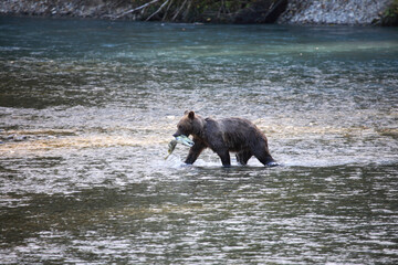 Graubär / Grizzly bear/ Ursus arctos horibilis