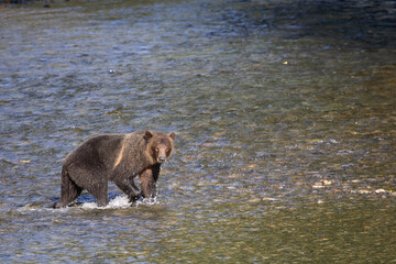 Graub&auml;r / Grizzly bear/ Ursus arctos horibilis